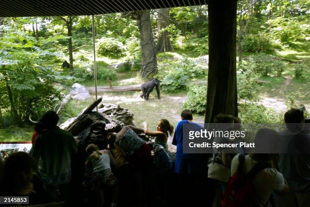 People look at a lowland gorillas at the Bronx Zoo's Congo Gorilla Forest exhibit July 8, 2003 in New York City. The 6.5-acre African rain forest...