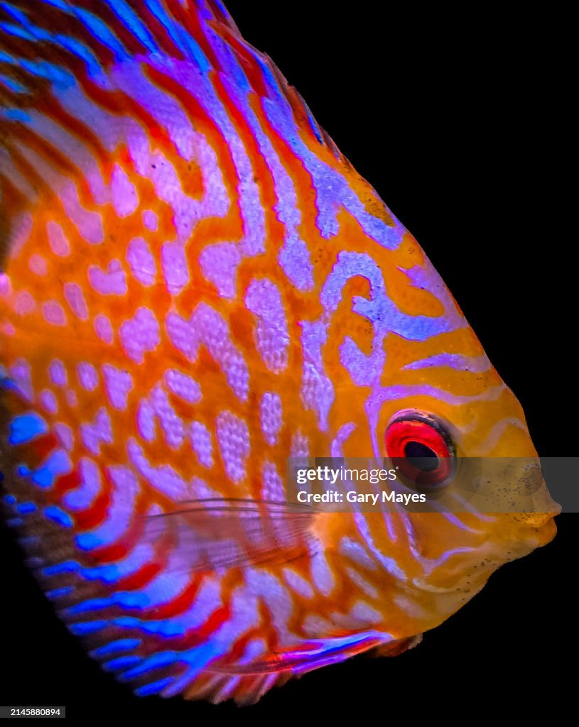 Discus Tropical Fish
