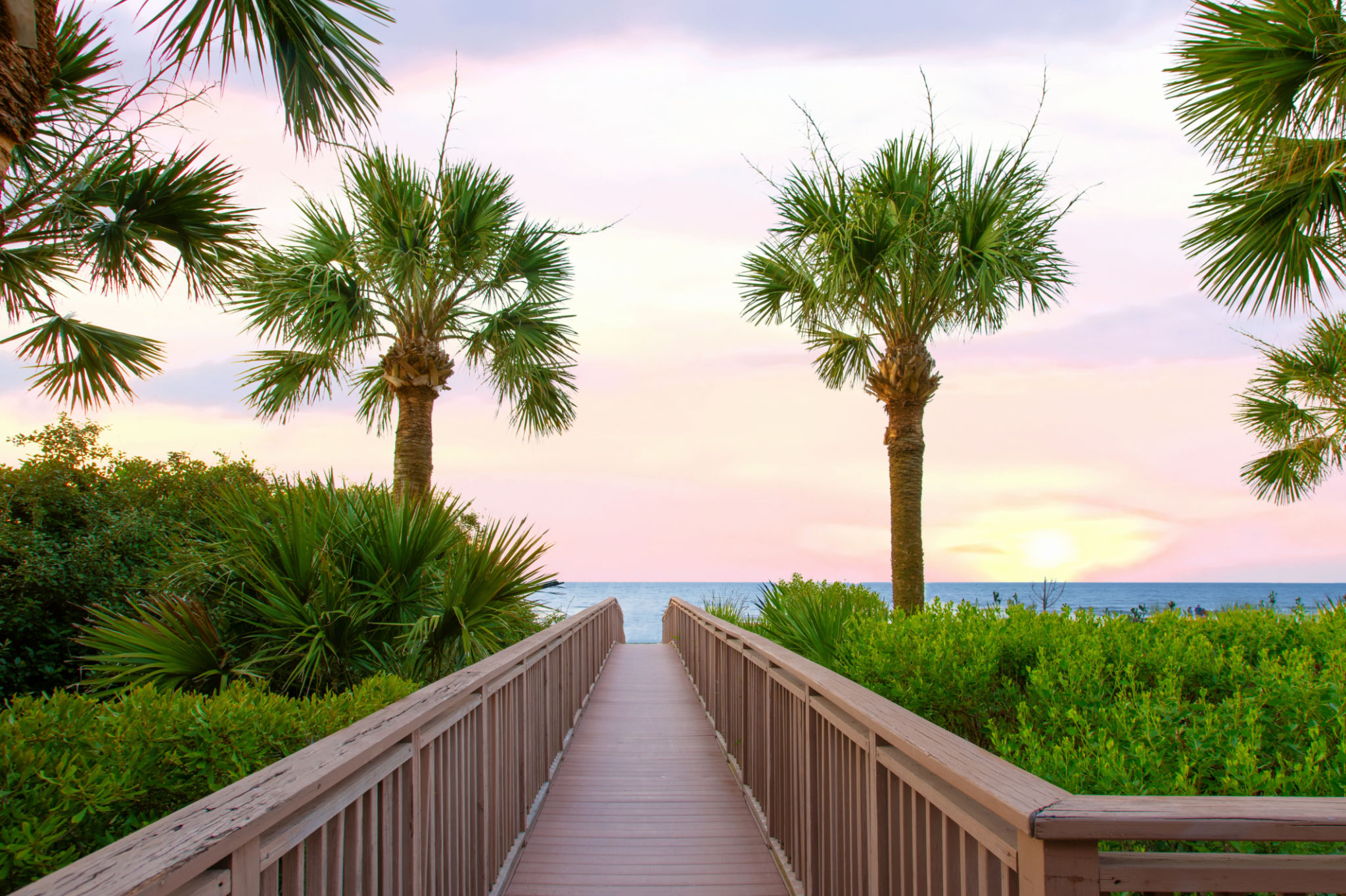 south carolina palm trees