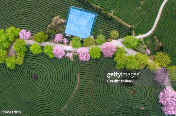 Longyan Cold Spring 100 Cherry Bloom At Tea Plantation In Longyan Stock Photos, High-Res ...