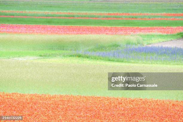 defocused striped fields in piano grande plateau, castelluccio - castelluccio stock pictures, royalty-free photos & images