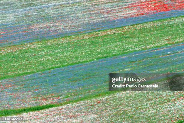 multi colored striped flowered fields in castelluccio - castelluccio stock pictures, royalty-free photos & images