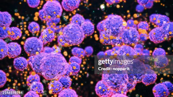 Streptococcus. Streptococcus.