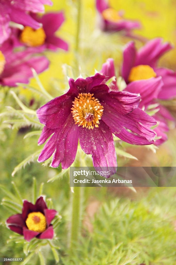 Pasque flowers (Pulsatilla vulgaris).