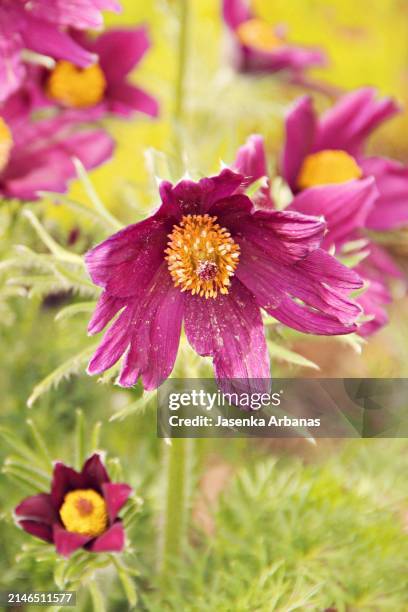 pasque flowers (pulsatilla vulgaris). - pulsatilla grandis stock pictures, royalty-free photos & images