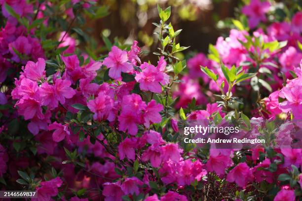 Azalea flowers are seen prior to the 2024 Masters Tournament at Augusta National Golf Club on April 07, 2024 in Augusta, Georgia.