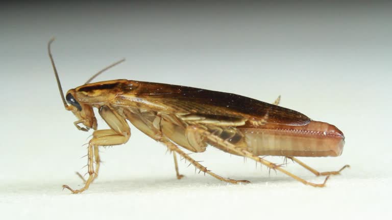 Blattodea Insect 52 Blattodea Stock Videos, Footage, & 4K Video Clips - Getty Images