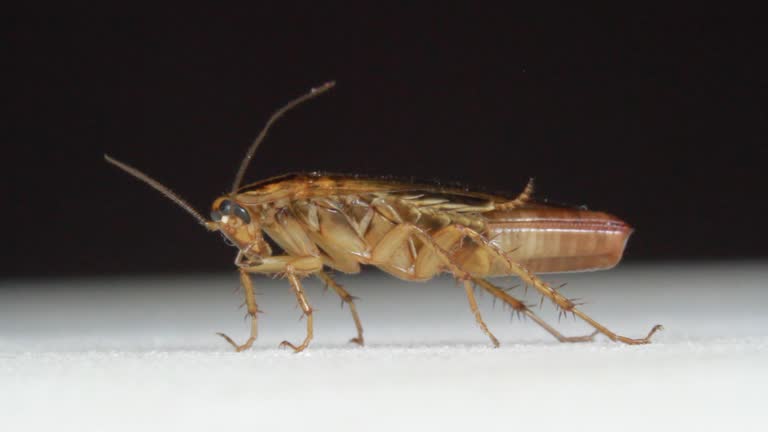 Blattodea Insect 52 Blattodea Stock Videos, Footage, & 4K Video Clips - Getty Images