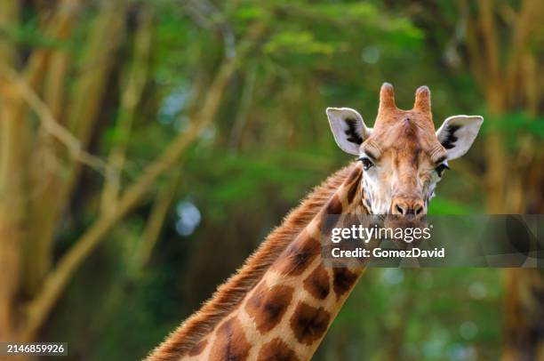 wild girafe rothschild au kenya forêt - girafe photos et images de collection