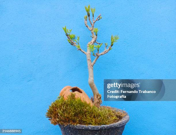 bonsai in pot - musgo imagens e fotografias de stock