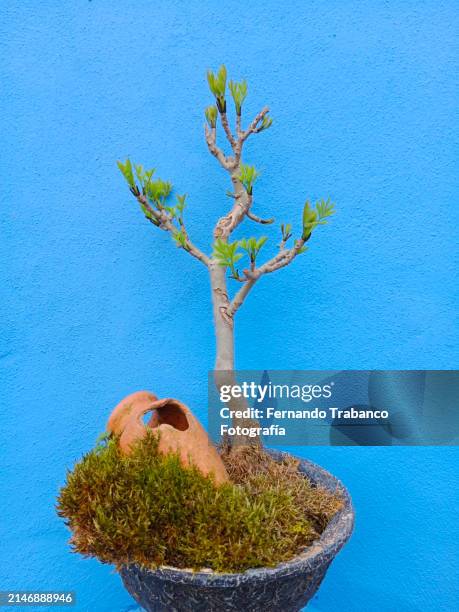 bonsai in pot - ash tree leaf photo vertical stock pictures, royalty-free photos & images