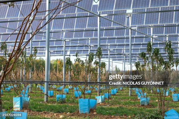 Fruit trees under an installation of photovoltaic panels on the Sun Agri site at the Rhone Alpes agrivoltaic experimental station in Etoile sur...