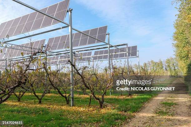 Fruit trees under an installation of photovoltaic panels on the Sun Agri site at the Rhone Alpes agrivoltaic experimental station in Etoile sur...