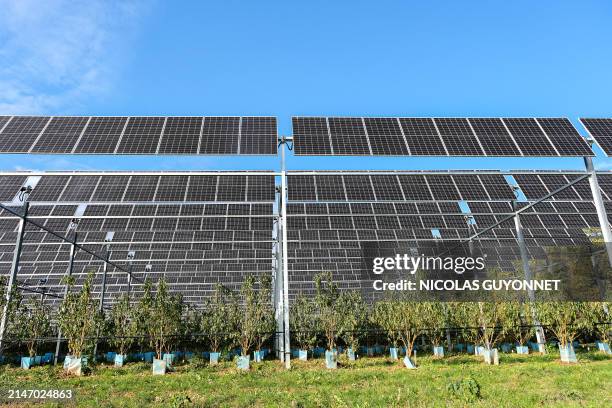 Fruit trees under an installation of photovoltaic panels on the Sun Agri site at the Rhone Alpes agrivoltaic experimental station in Etoile sur...