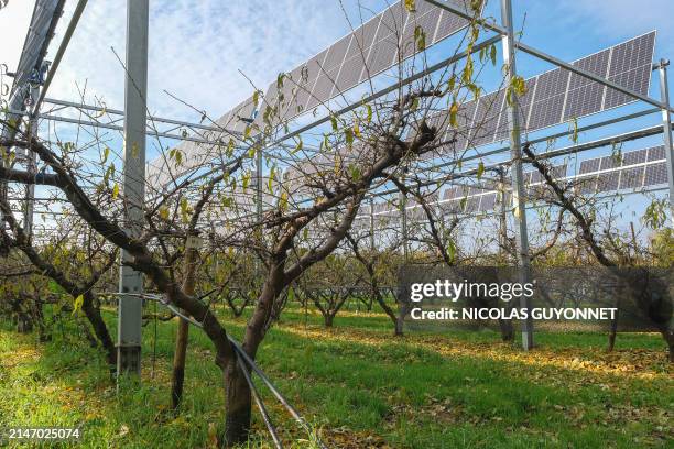 Fruit trees under an installation of photovoltaic panels on the Sun Agri site at the Rhone Alpes agrivoltaic experimental station in Etoile sur...