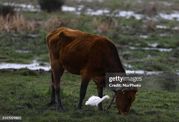 White heron walks alongside a cow while looking for food in a pasture near Limassol. Cyprus, Wednesday, April 10, 2024.