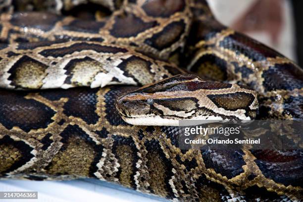 Python hunter who removes invasive Burmese pythons shows a recent catch at a service plaza near Miami on April 23, 2021.