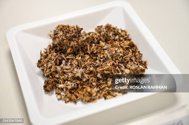 Samples of beer-brewing grain leftovers used for the extraction of hydrolyzed proteins are displayed in Singapore on April 11, 2024. A university in...