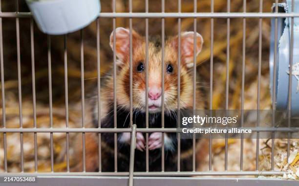 April 2024, Hesse, Langgöns: A field hamster sits in a cage in an extended field hamster breeding station. The field hamster is threatened with...