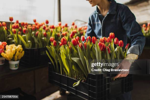 young woman working in domestic greenhouse. cultivating beautiful tulips. - orticoltura foto e immagini stock