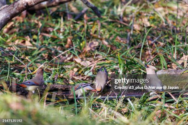 a flock of beautiful japanese waxwing (bombycilla japonica) and bohemian waxwing (bombycilla garrulus) (family ranunculaceae) gather to drink from tree hollows, sometimes competing with each other.

at arakawa river oaso park, kuagaya, saitama, japan,
pho - 飛ぶ stock pictures, royalty-free photos & images