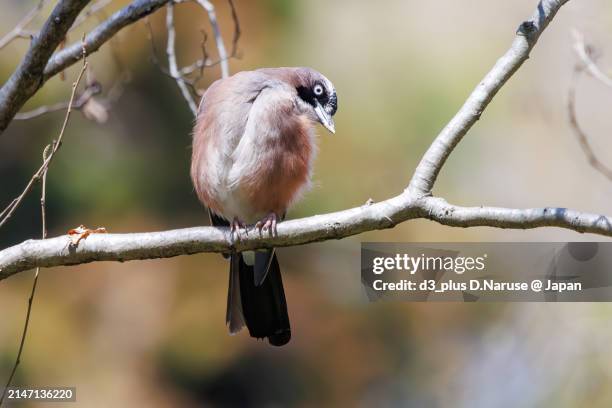 beautiful eurasian jay (garrulus glandarius, family comprising crows).

at omachi park natural observation garden, ichikawa, chiba, japan,
photo by march 30, 2024. - 千葉県 stock pictures, royalty-free photos & images