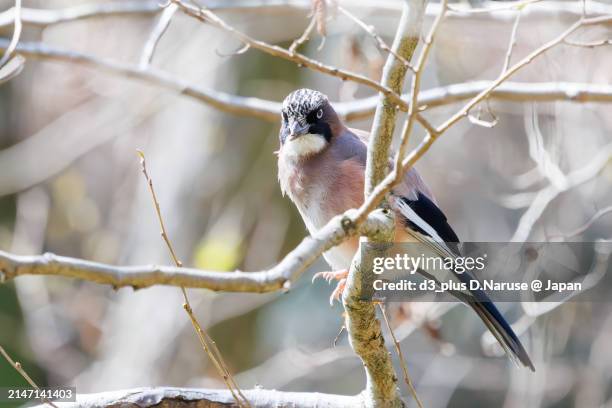 beautiful eurasian jay (garrulus glandarius, family comprising crows).

at omachi park natural observation garden, ichikawa, chiba, japan,
photo by march 30, 2024. - 千葉県 stock pictures, royalty-free photos & images