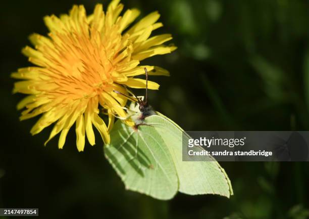 a pretty brimstone butterfly, gonepteryx rhamni, nectaring from a dandelion wildflower. - animal antenna stock pictures, royalty-free photos & images