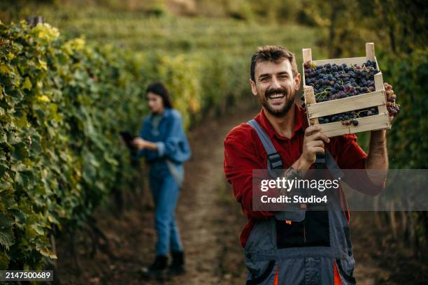 bienvenidos a nuestro viñedo - vendimia fotografías e imágenes de stock