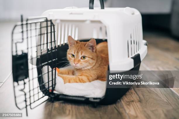 foxy cat inside carrier box - équipement pour animaux de compagnie photos et images de collection