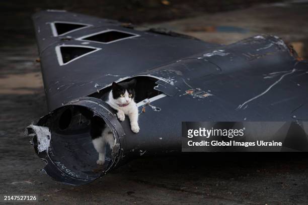 Cat climbs in a wreckage of Russian ‘Geran’ drone shot down in the Ukrainian sky on March 31, 2024 in Kyiv Oblast, Ukraine. A gun on a car and a...