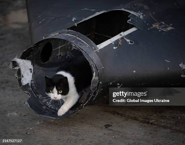 Cat climbs in a wreckage of Russian ‘Geran’ drone shot down in the Ukrainian sky on March 31, 2024 in Kyiv Oblast, Ukraine. A gun on a car and a...