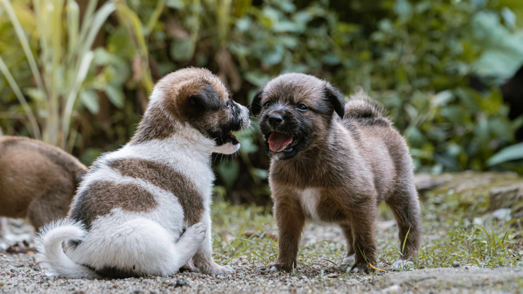 two cute puppies facing each other and smiling in the park two cute puppies facing each other and smiling in the park