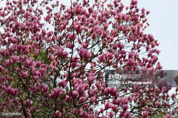 pink magnolia soulangeana (or saucer magnolia). - tulpenboom stockfoto's en -beelden