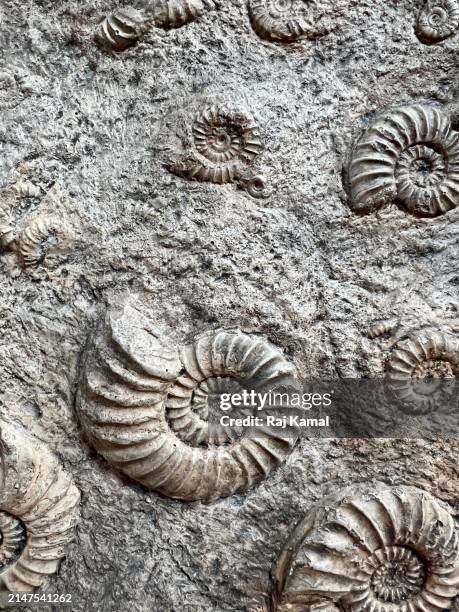 ammonite fossils - cephalopod stock pictures, royalty-free photos & images