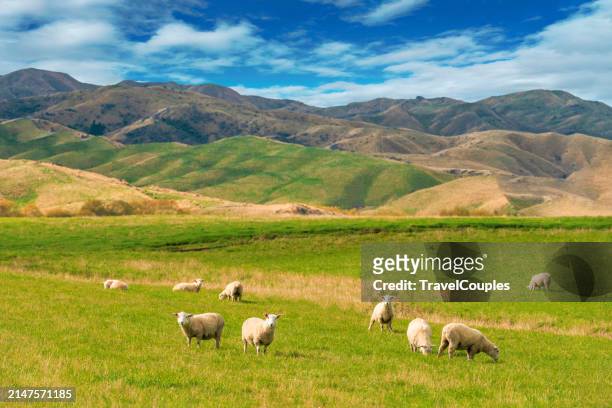 sheep grazing on the green meadows with mountains in backdrop, sheep on field in the south island, new zealand - dairy crest bildbanksfoton och bilder