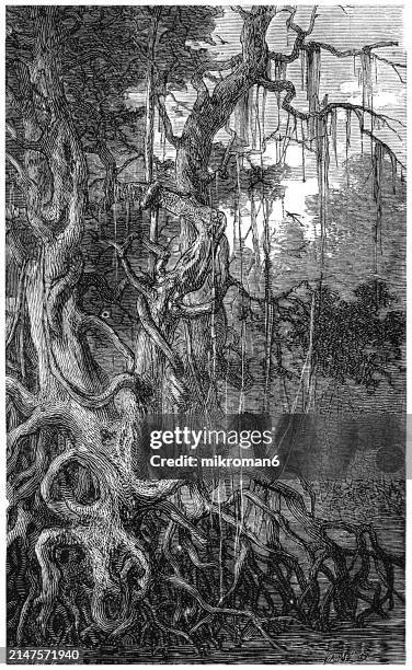 old engraved illustration of forest of mangroves, salt-tolerant trees, also called halophytes, and are adapted to life in harsh coastal conditions - cypress tree illustration stock pictures, royalty-free photos & images