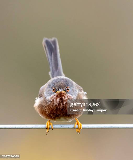 a male dartford warbler, sylvia undata on heathland in norfolk, uk. - sylvia ashley stock pictures, royalty-free photos & images