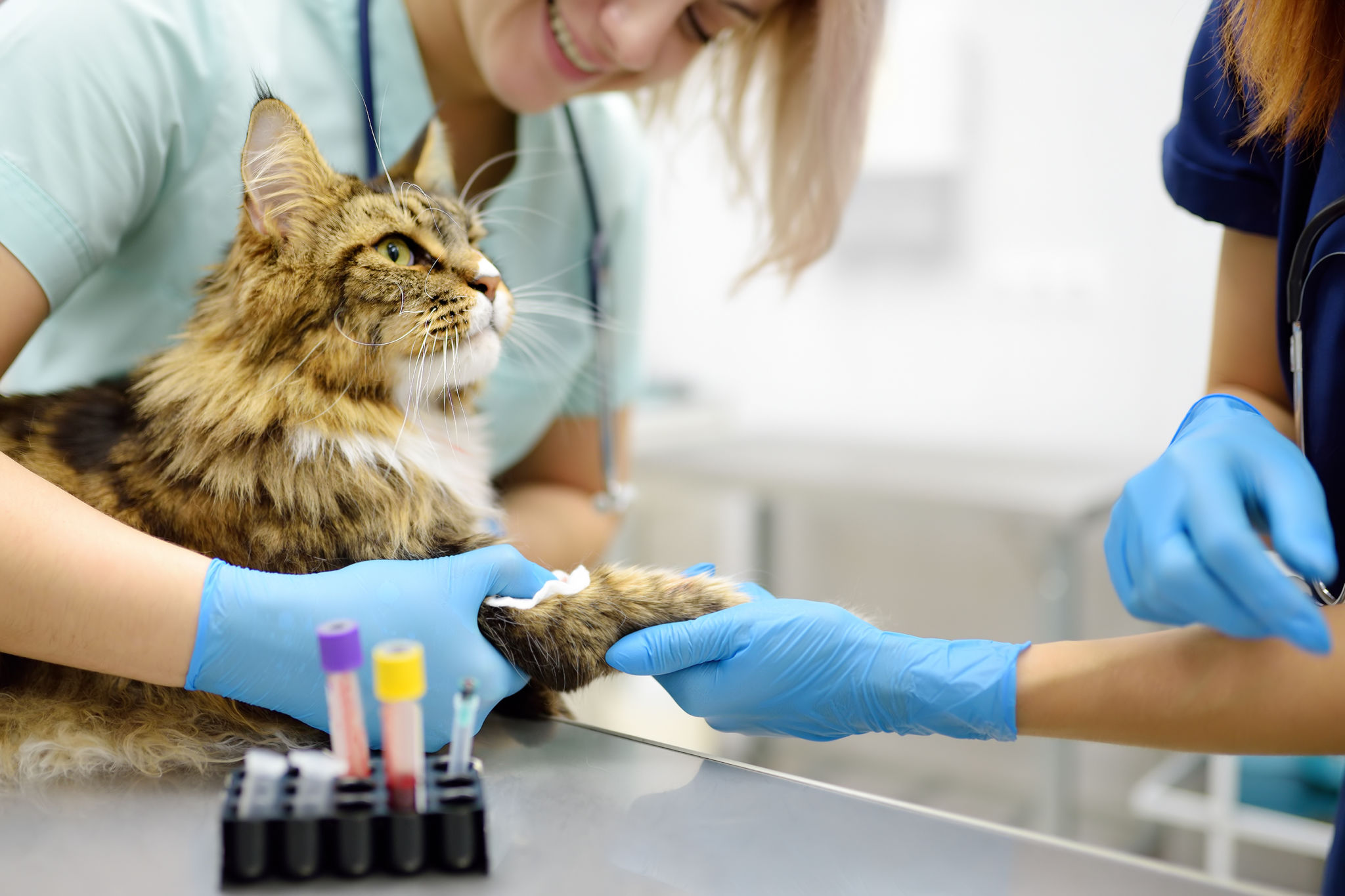 vet check-up