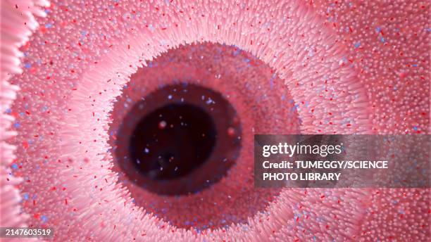 rna obelisks in digestive tract, conceptual illustration - human colon stock illustrations