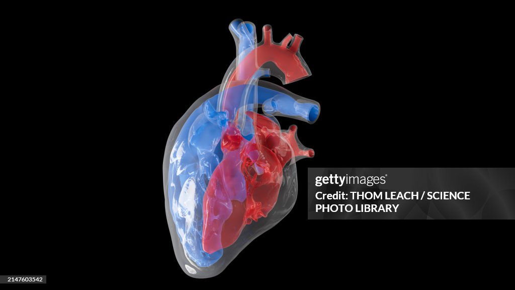 Human heart volume, illustration