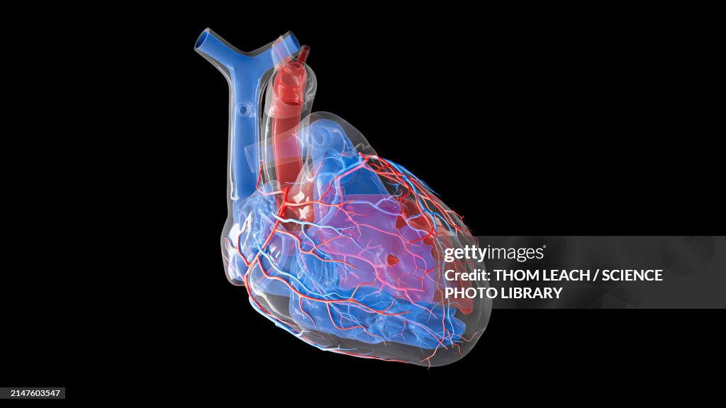 Human heart volume and blood supply, illustration