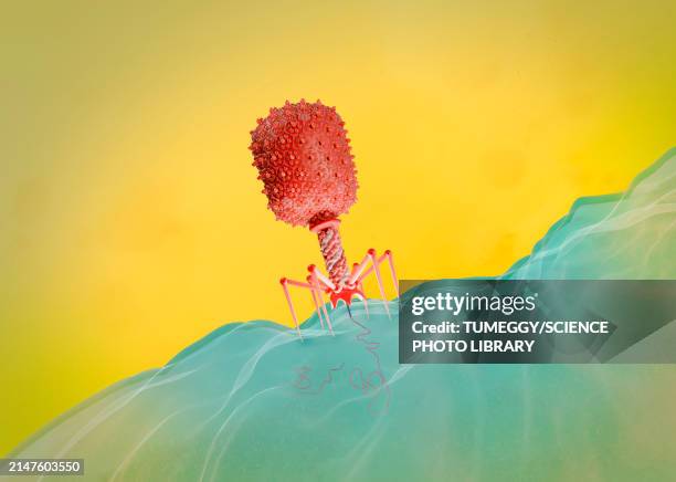 t4 bacteriophage infecting e. coli bacterium, illustration - t4 bacteriophage stock illustrations