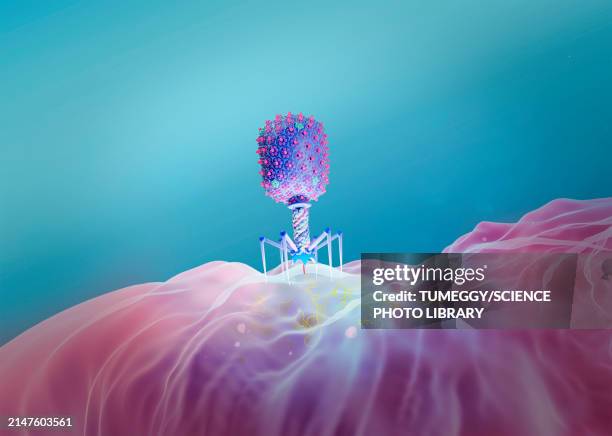 t4 bacteriophage infecting e. coli bacterium, illustration - t4 bacteriophage stock illustrations