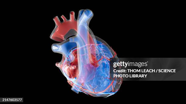 illustrazioni stock, clip art, cartoni animati e icone di tendenza di human heart volume and blood supply, illustration - heart anatomy 3d