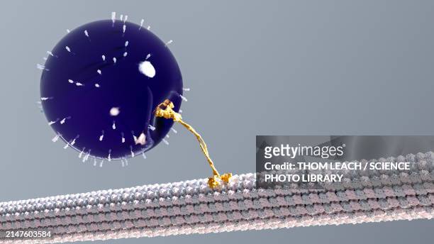 kinesin walking along a microtubule, illustration - tubules stock illustrations