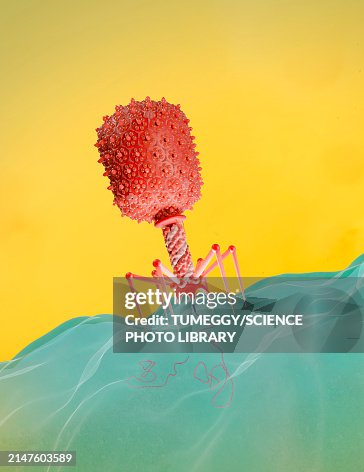 T4 bacteriophage infecting E. coli bacterium, illustration T4 bacteriophage infecting E. coli bacterium, illustration