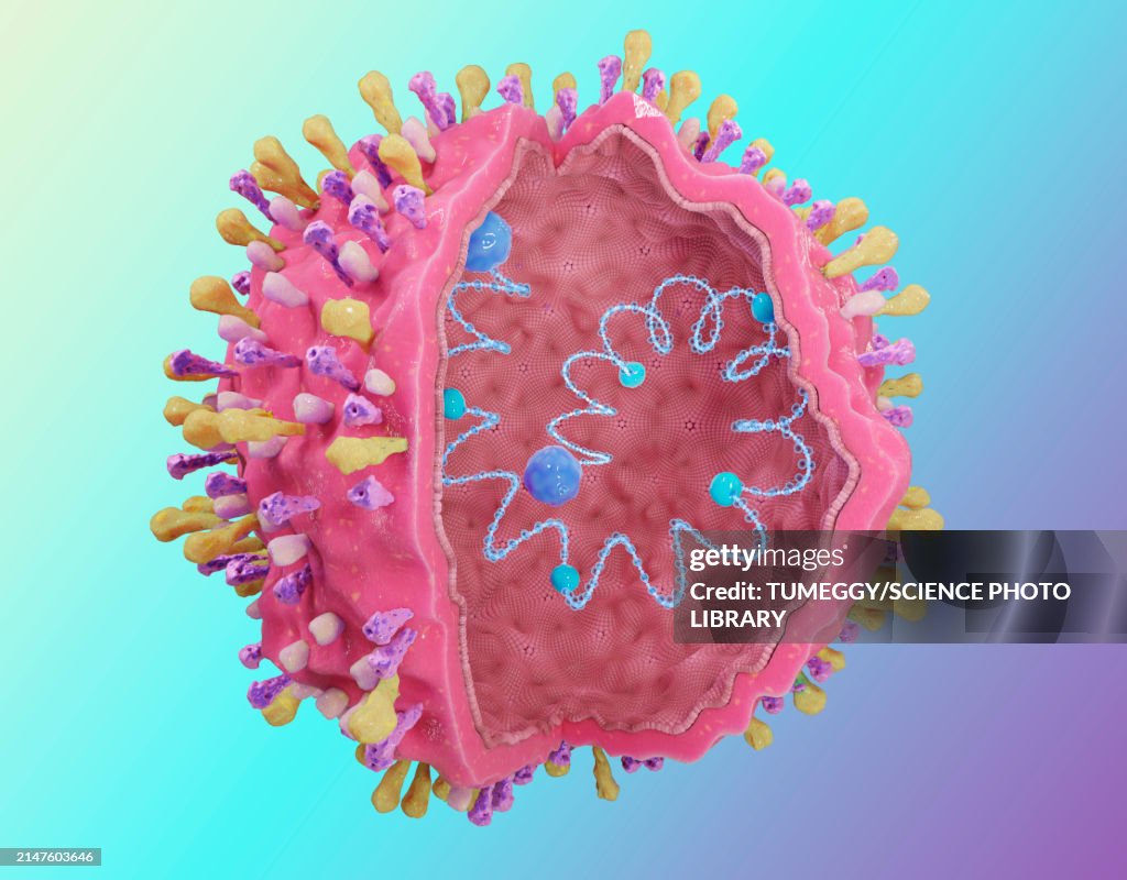 Respiratory syncytial virus, illustration