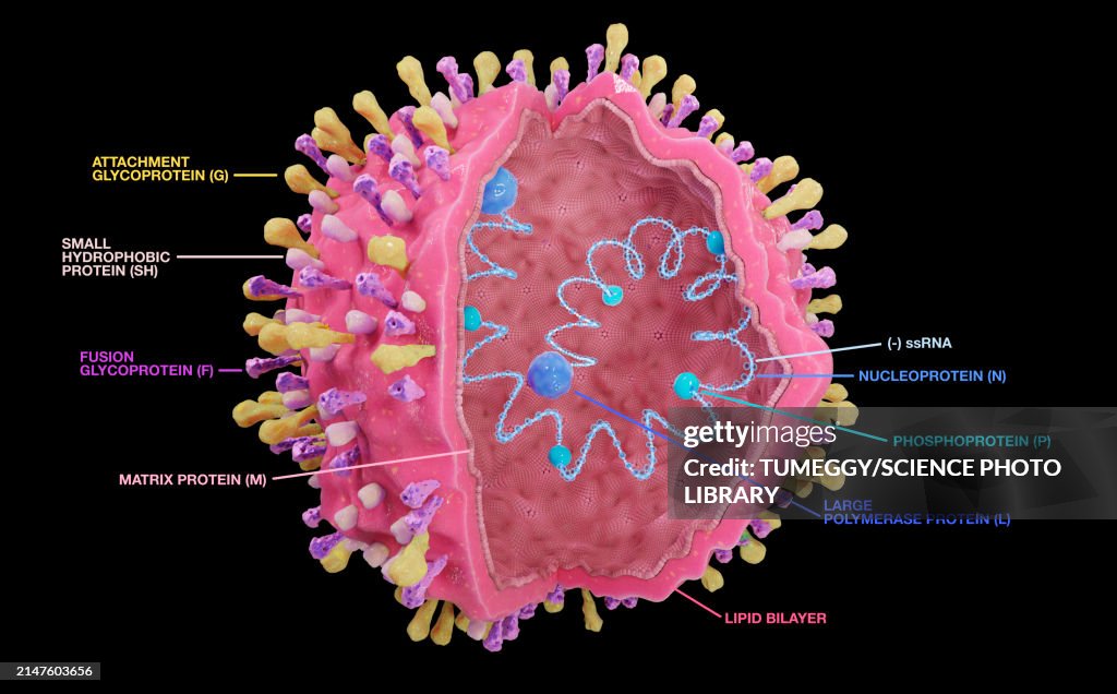 Respiratory syncytial virus, illustration