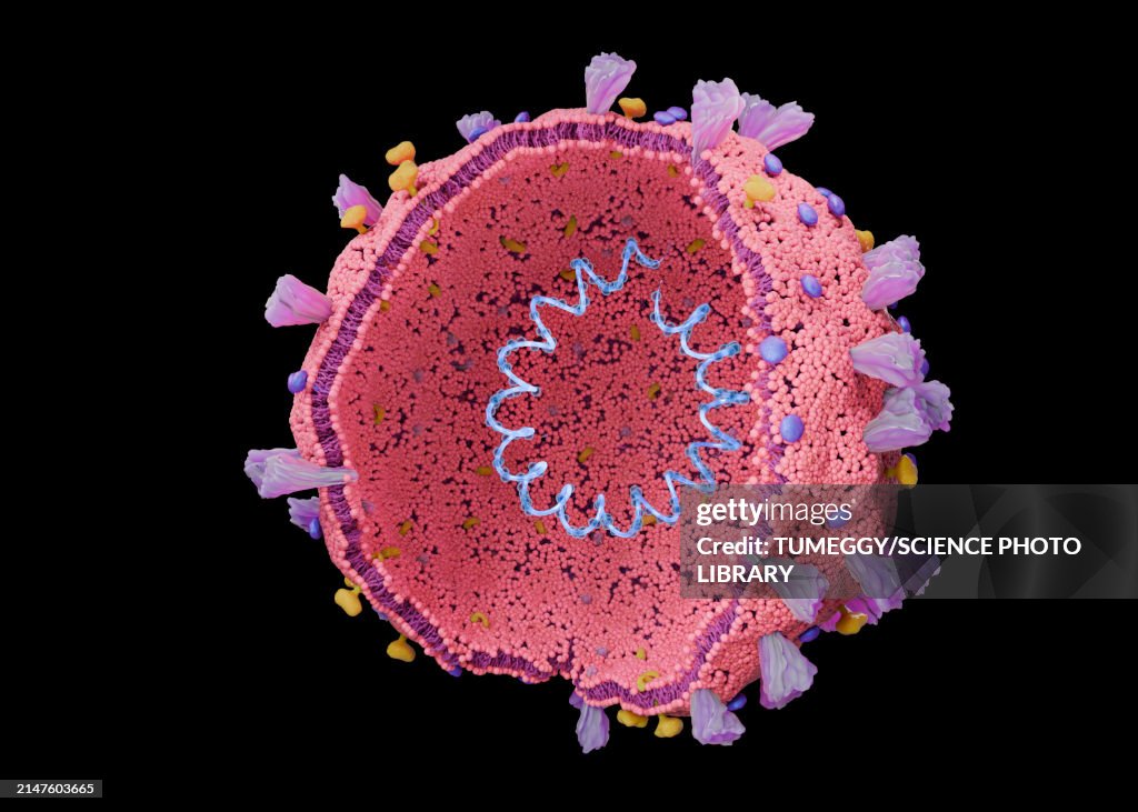 Coronavirus structure, illustration